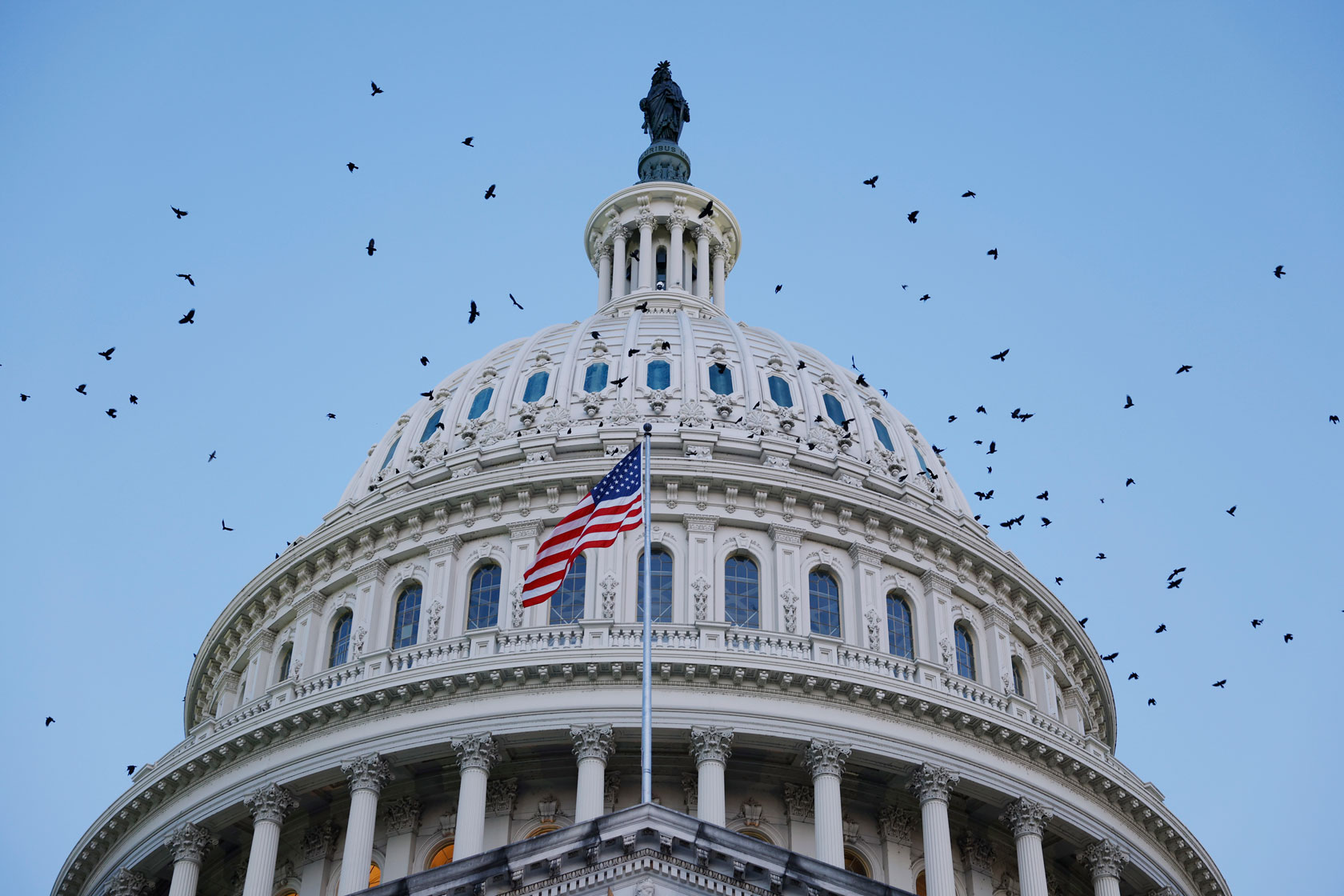 Birds fly around the U.S. Capitol Dome.