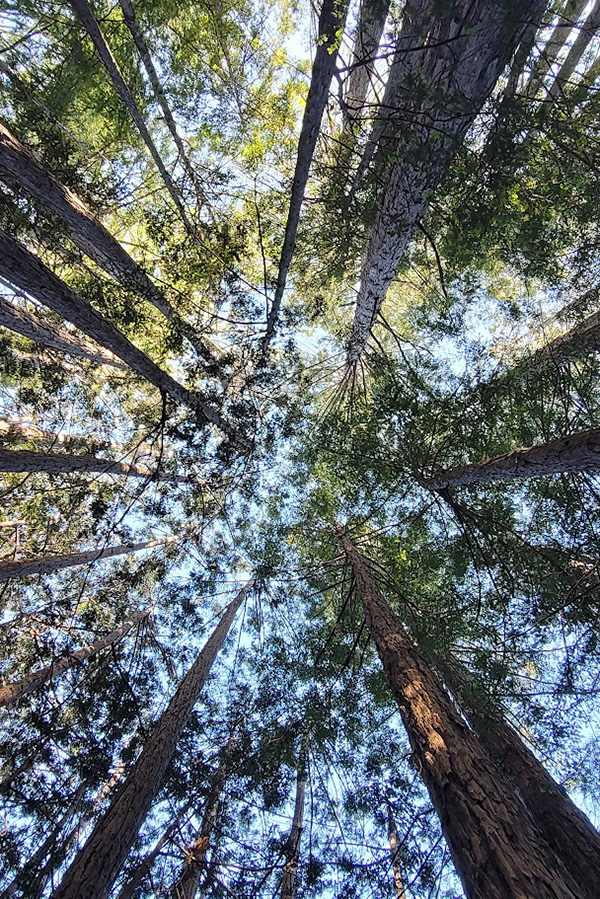 Muir Woods National Monument in California is pictured