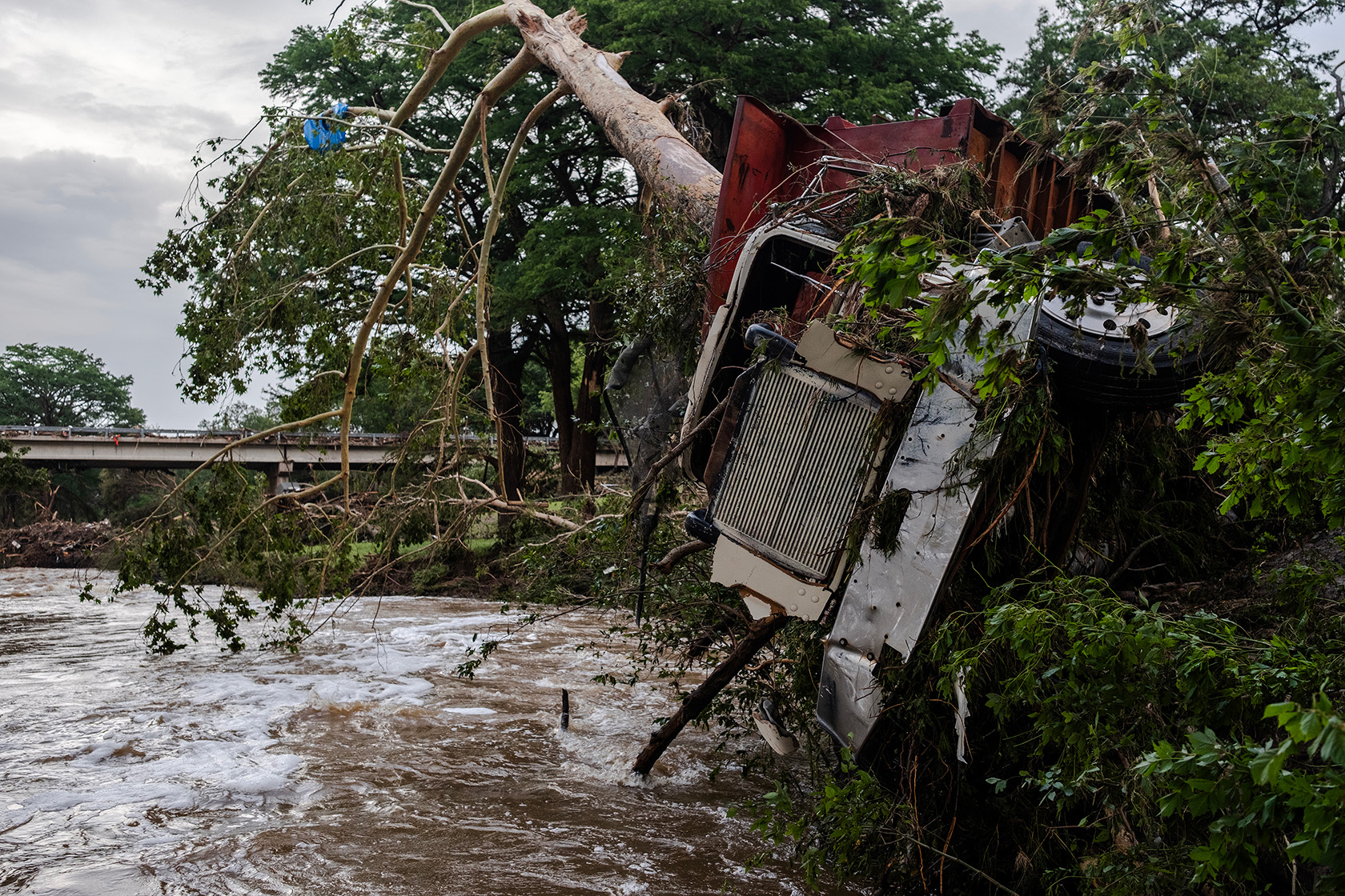 A large truck is impaled on a tree on the bank of the Guadalupe River.