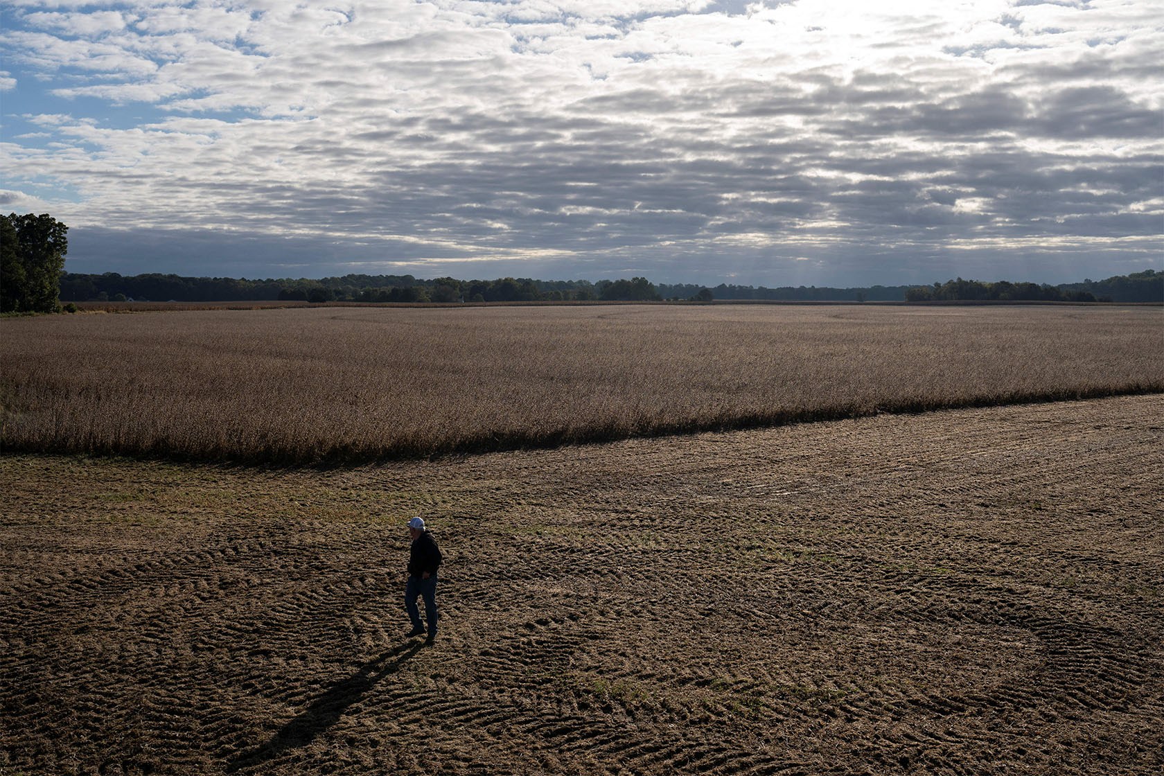 A man walks through a field of soybeans at sunset.