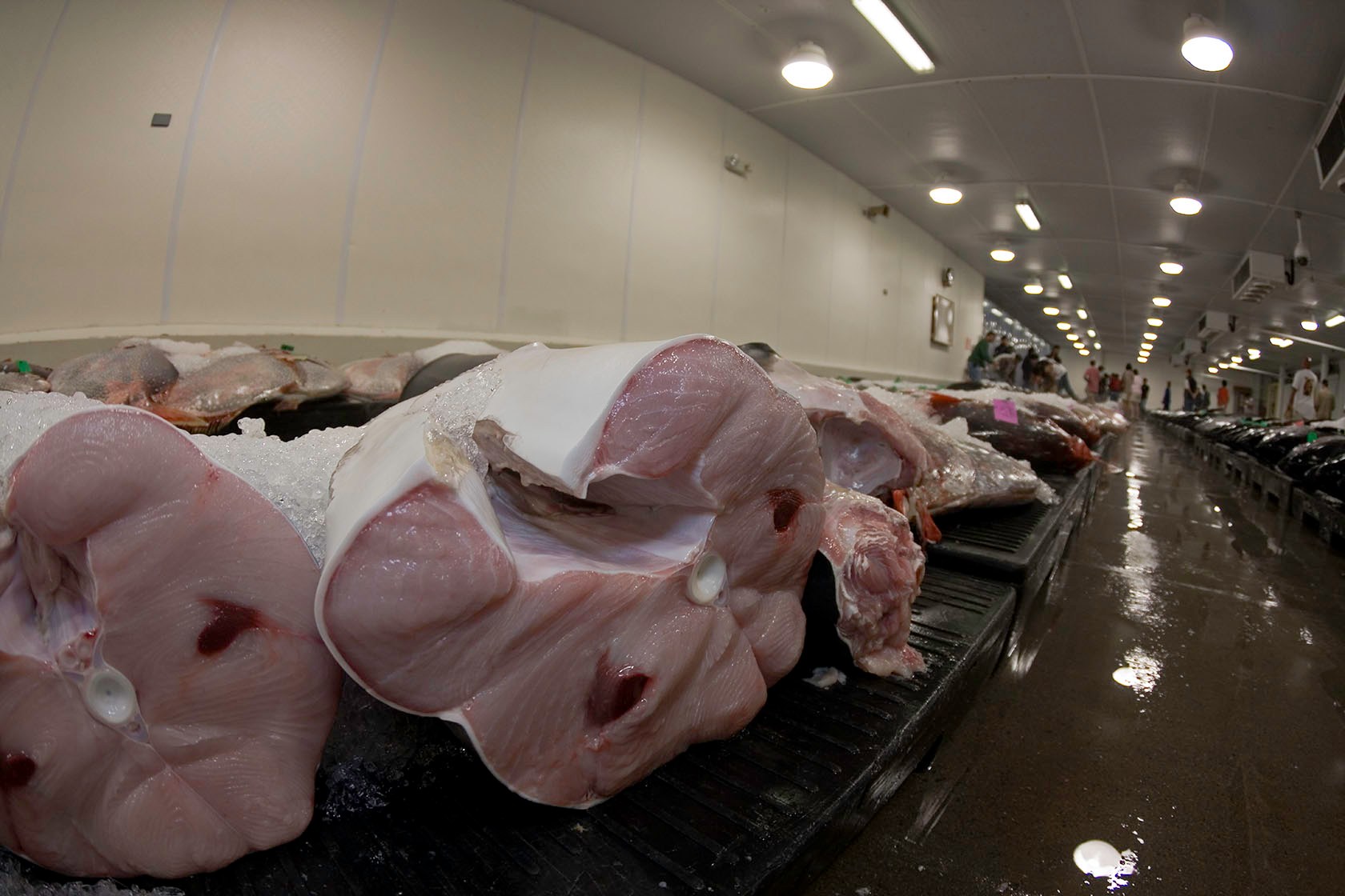 A long room is lined with rows of tables holding cut up fish placed on ice.